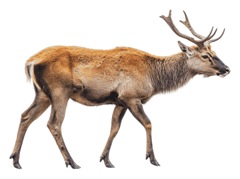 Deer walking in natural habitat during daytime png