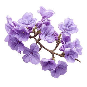 Jacaranda Tree Flowering Branch with Clusters of Purple Elegance Isolated on Transparent Background png