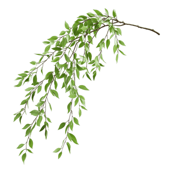 Willow Tree Branch with Detailed Leaves and Smooth Texture Isolated on Transparent Background png