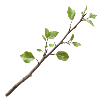 Branch of Hickory Tree Featuring Simple Leaf Structure png