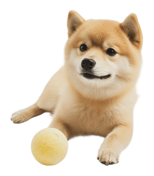 Playful pomeranian ready to fetch at home png