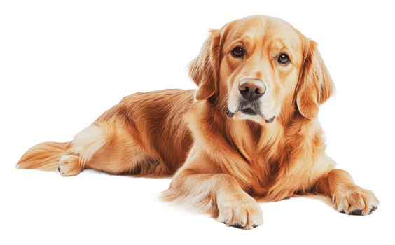 Relaxed golden retriever resting on white surface png