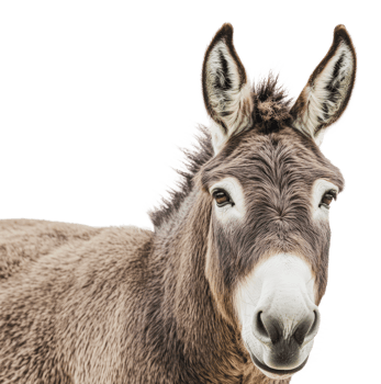 Expressive donkey in a bright scene png