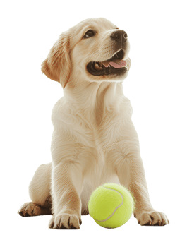 Happy golden retriever puppy with tennis ball png