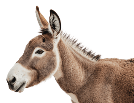 Donkey in profile against a white background png