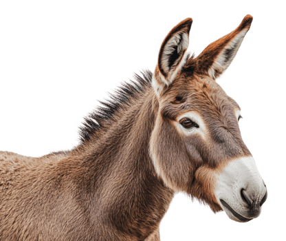 Donkey portrait with expressive features in detail png