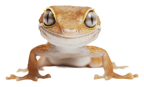 Vibrant, colorful gecko showing expression png