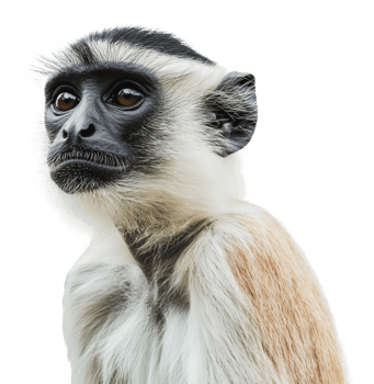 Monkey portrait captured against plain background png