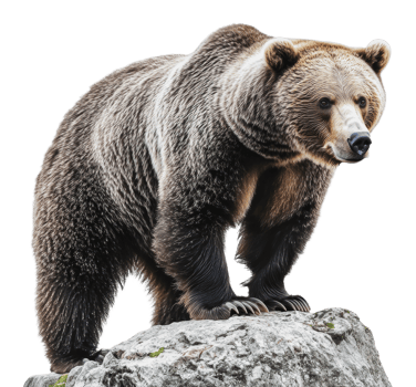 Grizzly bear standing on rocky surface png