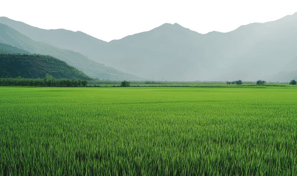 Lush green rice field under misty mountains png