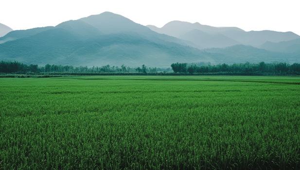 Green rice fields with mountain backdrop png
