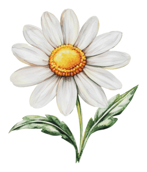 Beautiful white daisy with green leaves in detail png