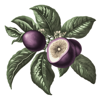 Fruit branch with purple fruit and green leaves png