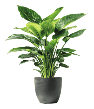 Indoor plants brighten home decor png
