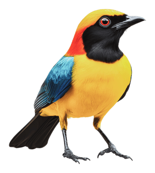 Vibrant bird displaying bright feathers in nature png