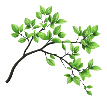 Green leaves on a branch, white backdrop png