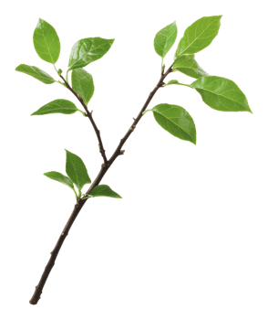 Fresh green bay leaves on a branch in daylight png