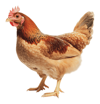 Chicken standing proudly in a farm environment png