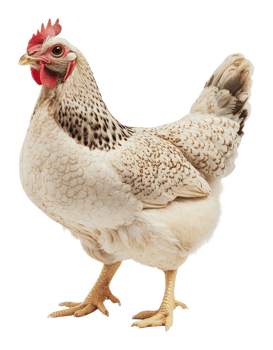 Chickens with speckled feathers in a natural pose png