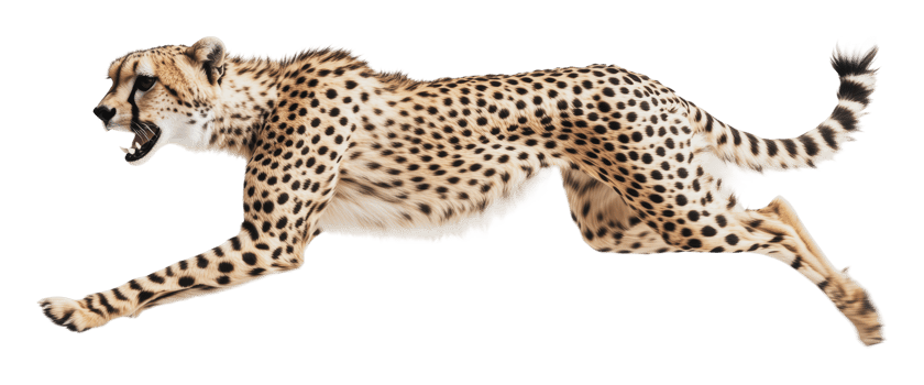 Cheetah sprinting in mid-motion displays agility png