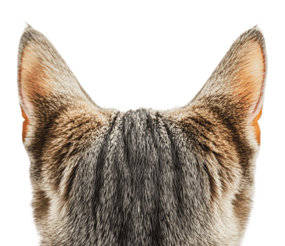 Cat with unique ears and fur pattern png