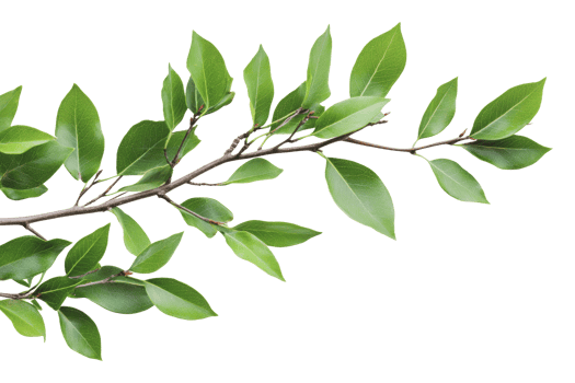 Green leaves on a branch gently swaying in the air png