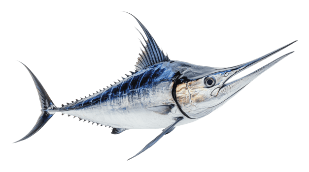 Sailfish swimming in clear ocean waters png