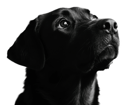 Black dog looking up curiously png