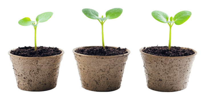 Growing seedlings in small pots indoors png