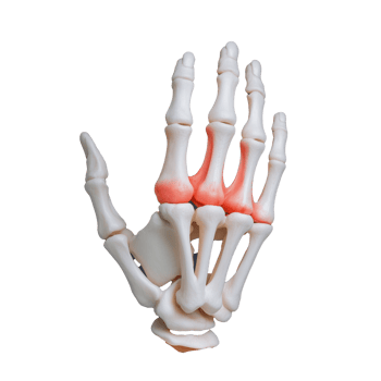 Anatomically Accurate Human Hand Skeleton Model on Transparent Background png