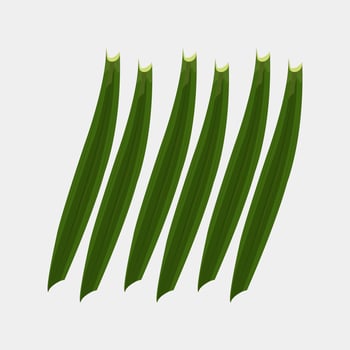 Editable illustration of green pandan leaves. Herbal pandan leaves vector