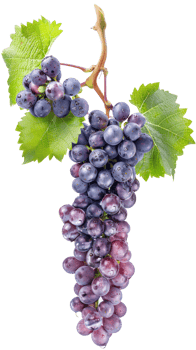 grapes vine isolate on transparency background png