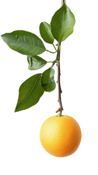 Grapefruit on branch isolate on transparency background png