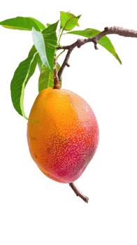Mango on branch isolate on transparency background png