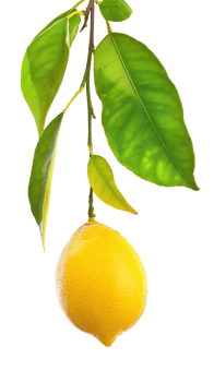 Lemon on branch isolate on transparency background png