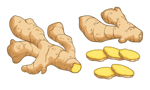 Fresh ginger root and sliced pieces, colorful hand drawn illustration vector