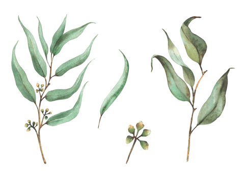 Eucalyptus seeded plant branch with leaves and bay leaf, laurels twig. Watercolor set. Floral foliage, hand drawn greenery illustration for invitation, greeting card Clipart isolated from background png