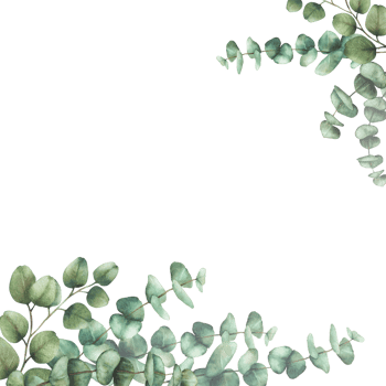 Eucalyptus plant square frame Greenery Watercolor arrangement Green silver dollar tree branches with round leaves hand drawn illustration. Template for wedding, greeting card isolated from background png