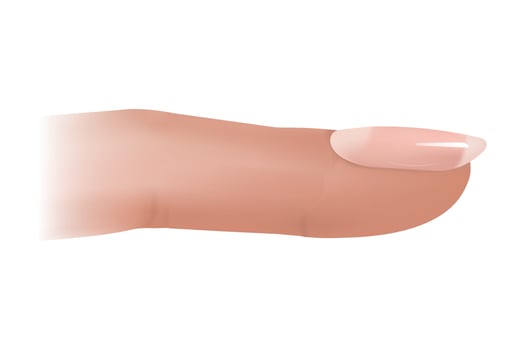 Nail Diagram. Nail Cross Section and Anatomy vector