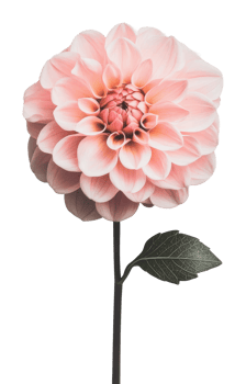 Pink dahlia flower with green leaves png