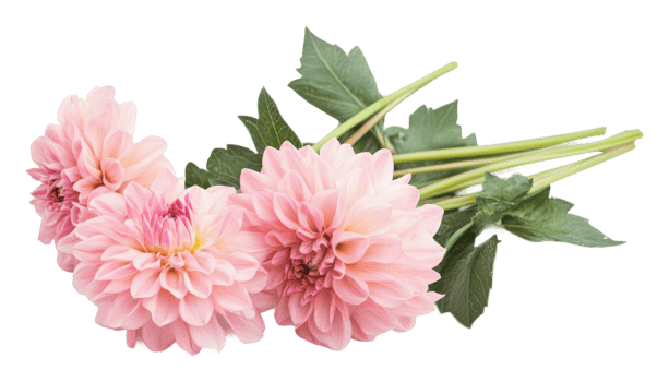 Large pink dahlias arranged with green leaves png