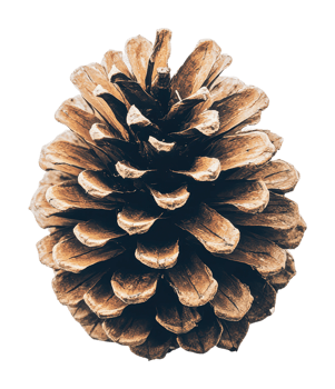 Rustic pine cone captured in natural detail png