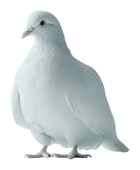 White dove standing gracefully on a surface png