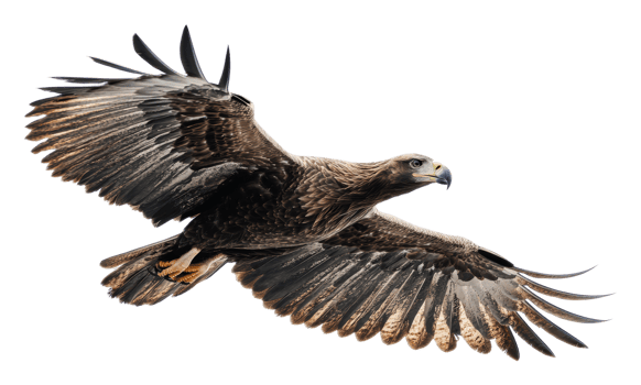 Majestic eagle soaring in clear blue sky png