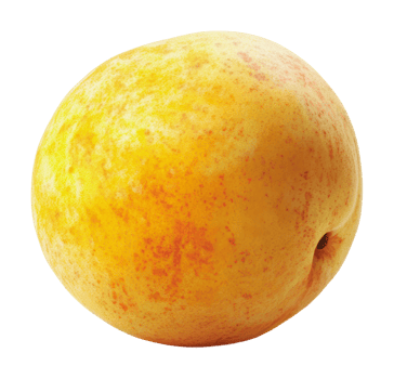 Freshly harvested ripe peach on a white background png