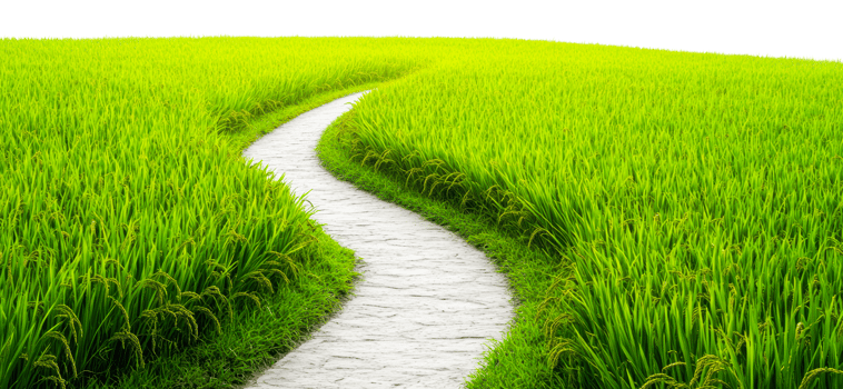 Water flows through green rice fields png
