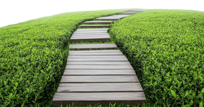 Wooden walkway through lush green tea fields png