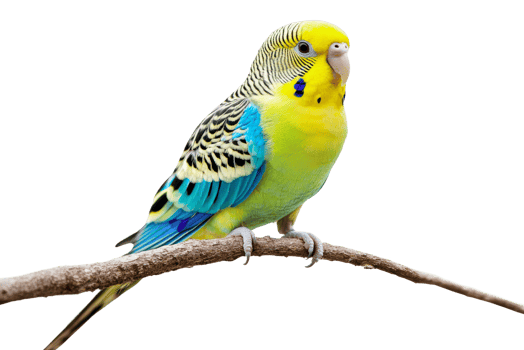 Bright budgie on a branch in daylight png