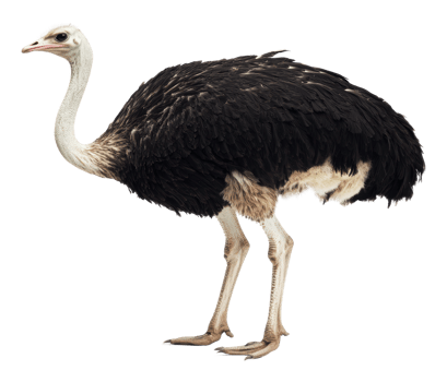 Ostrich poised in its natural habitat png