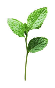 Fresh mint leaves on a white background png